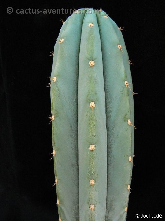 Trichocereus macrogonus P1270929